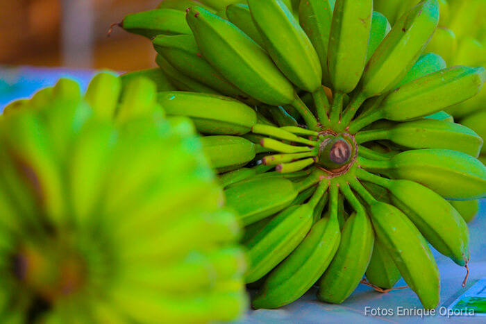 produccion-platano-nicaragua-vitroplantas-proyecto